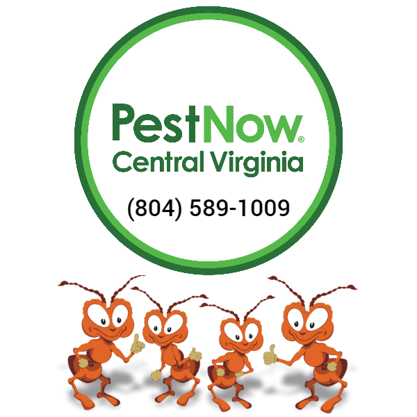 PestNow of Central Virginia Owner and Operator